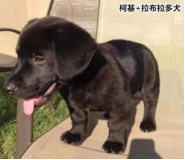 柯基的基因有多強？快來看這款狗狗手板模型！